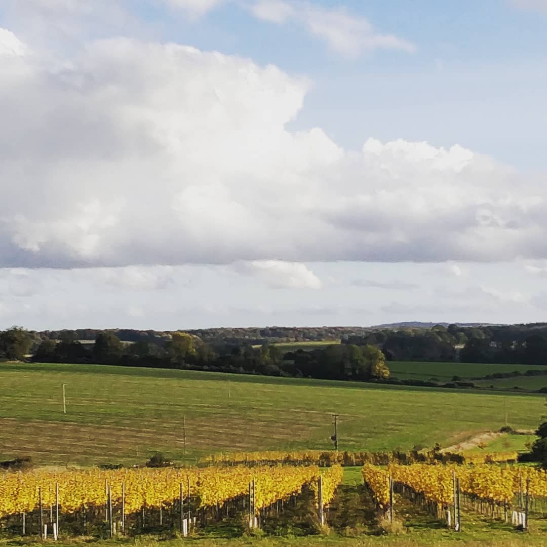 Bsixtwelve vineyard Bsixtwelve vineyard